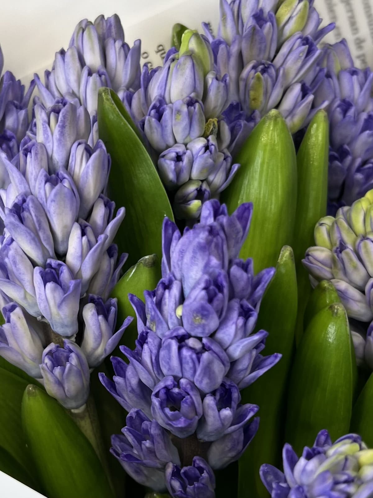 Букет из гиацинтов "Минос" (9)