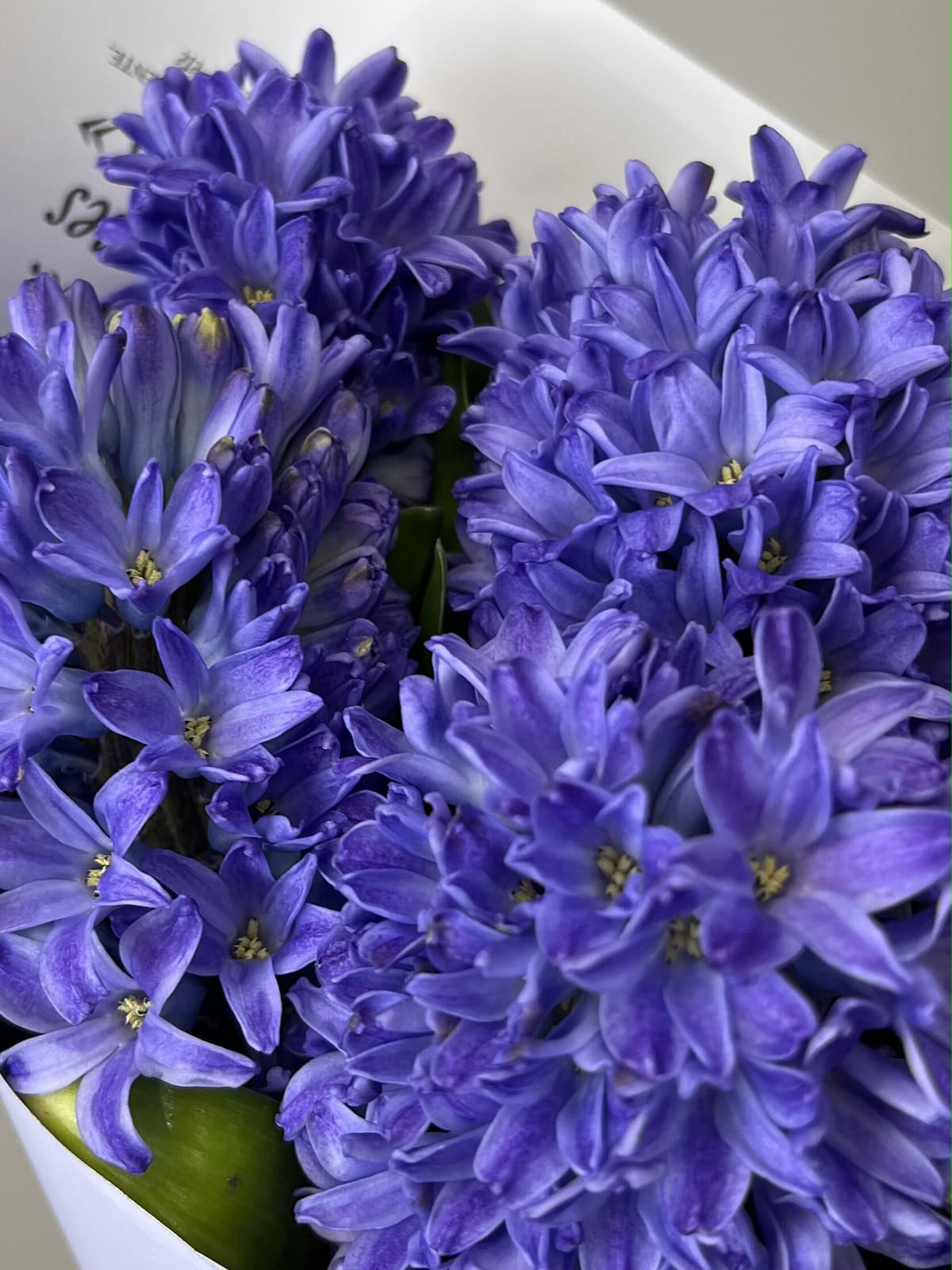 Красивый букет из гиацинтов "Минос" (5)