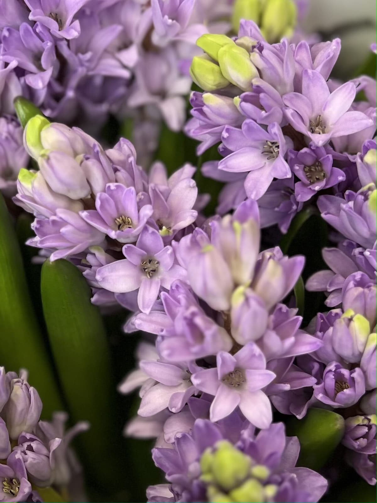 Букет из гиацинтов "Purple star" L Менделеева
