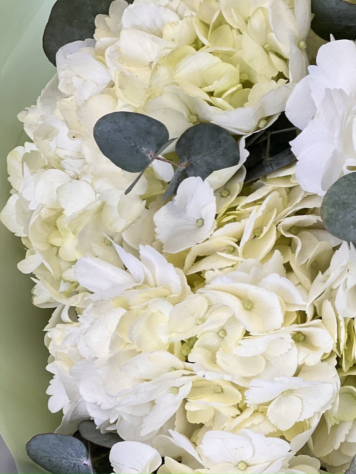 Свежий букет из гортензии "Оливковый"