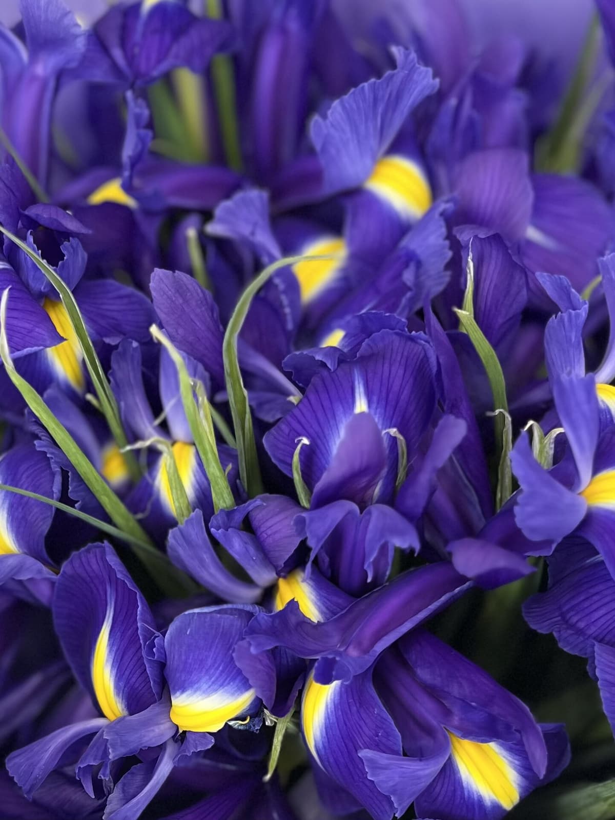 Букет из ирисов "Blue Magic" M