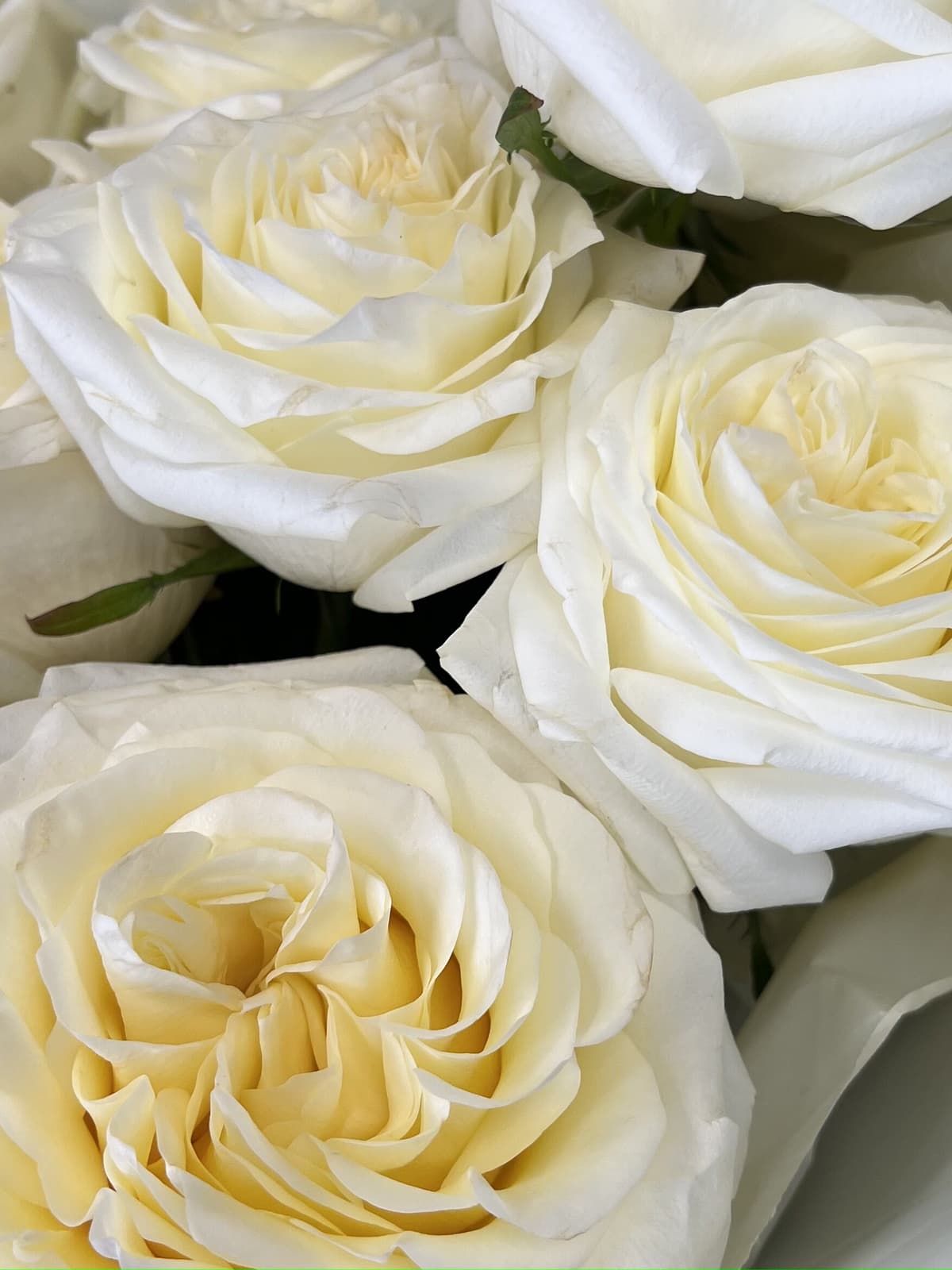 Нежный букет из пионовидных роз "Канделайт"