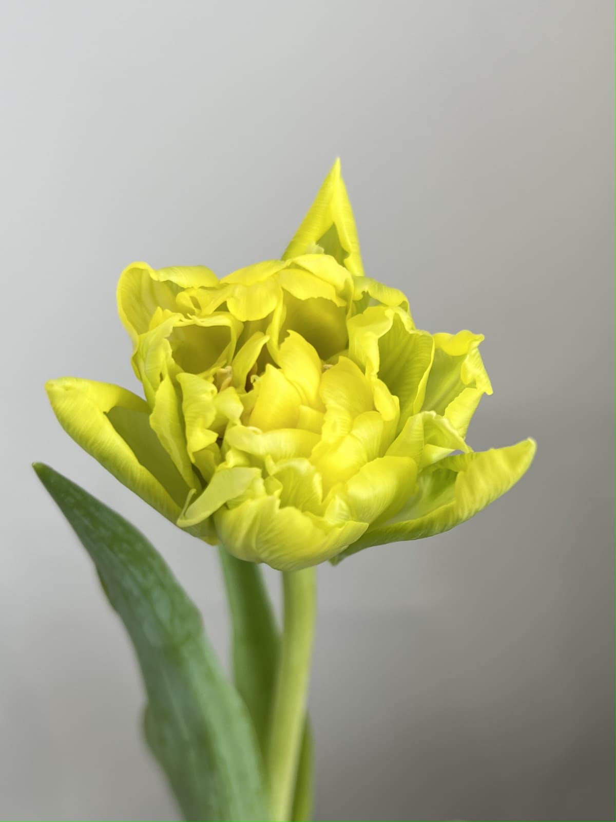 Букет из пионовидных тюльпанов "Double Trouble" M