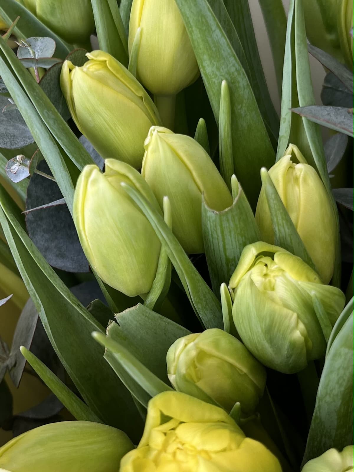 Букет из пионовидных тюльпанов «Дабл Трабл» (11)