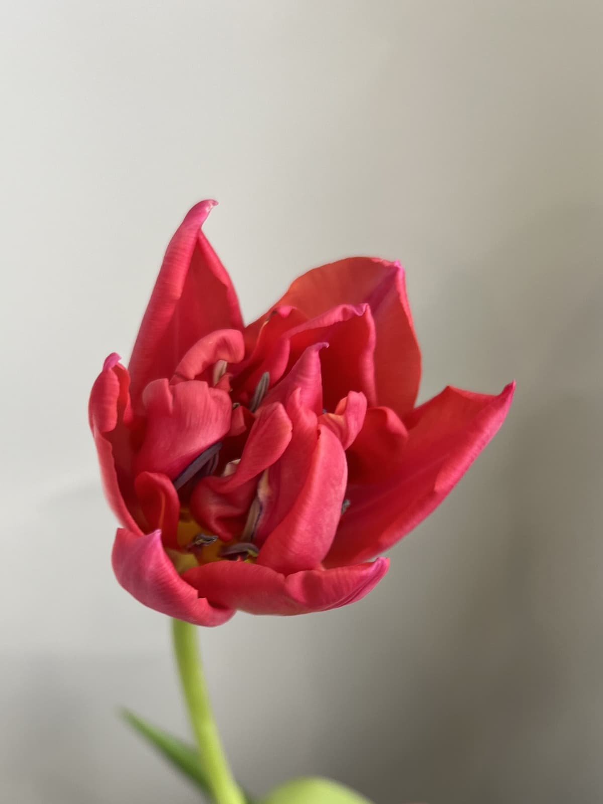 Букет из пионовидных тюльпанов «Распберри» (19)