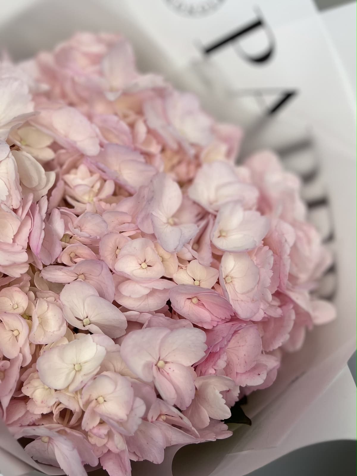 Букет комплимент из розовой гортензии в упаковке