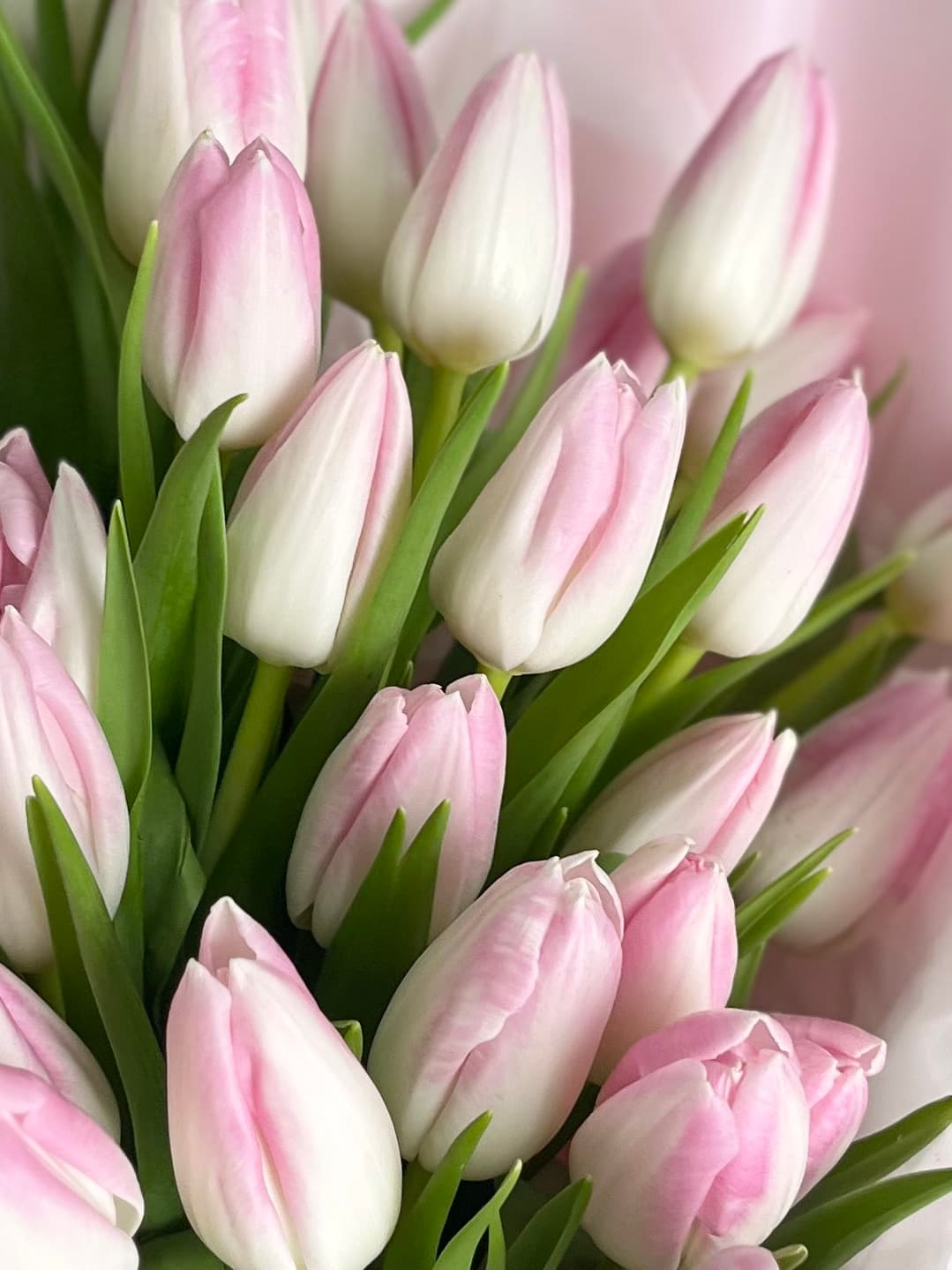 Букет из розовых тюльпанов "Поцелуй весны" (5)