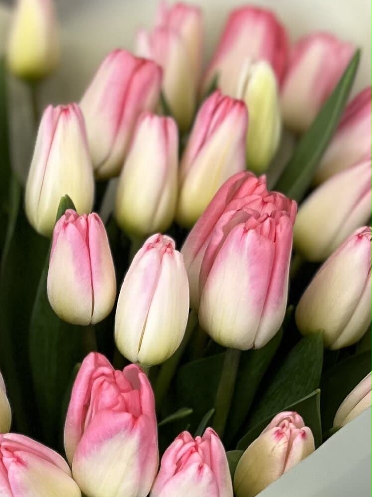 Весенний букет из тюльпанов в переноске нежно розовый