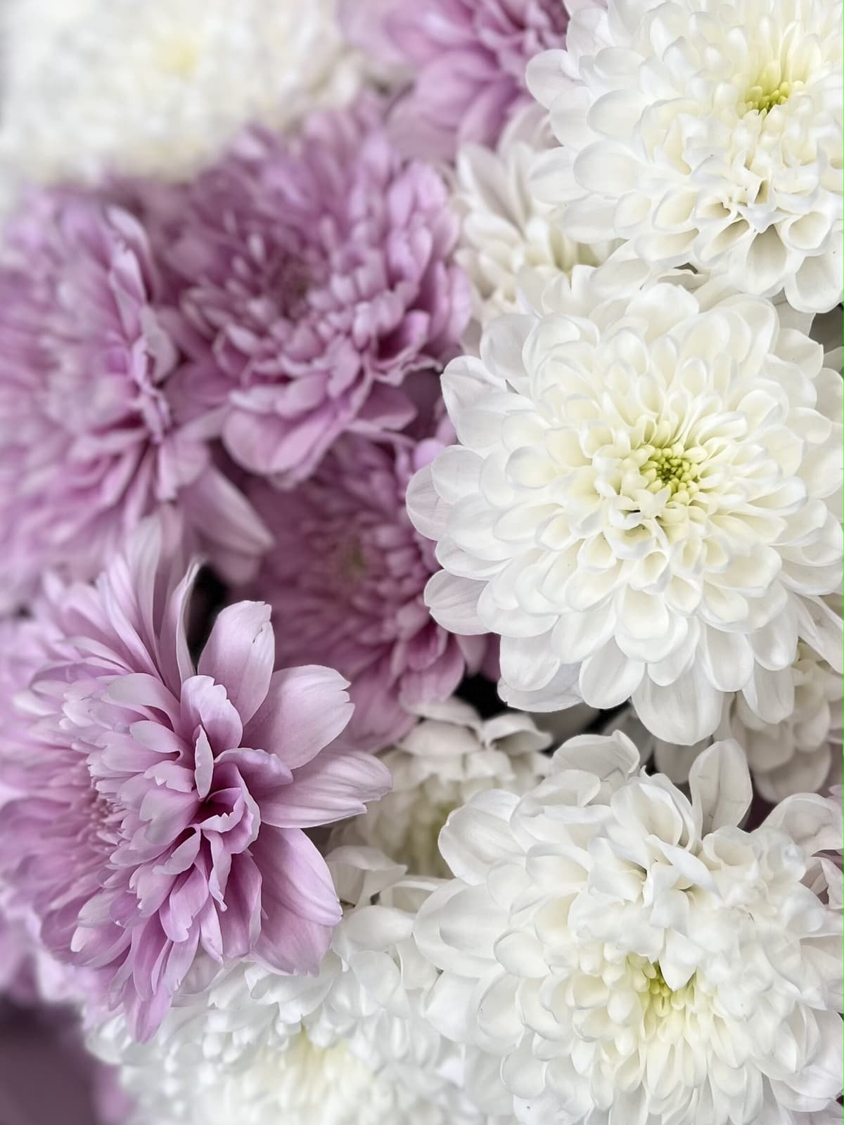 Красочный букет хризантем "Аделин"