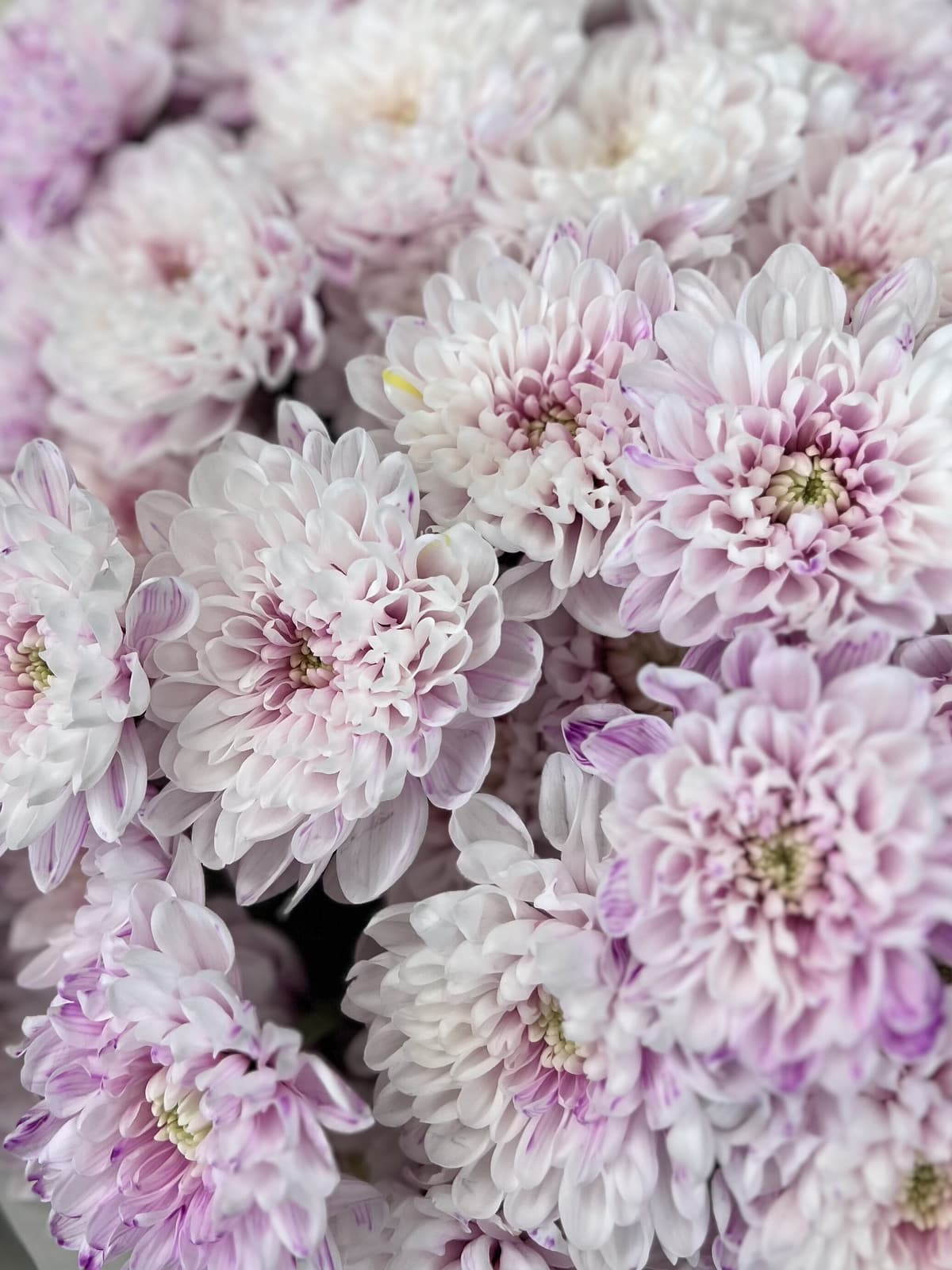 Букет хризантем "Ажур" L