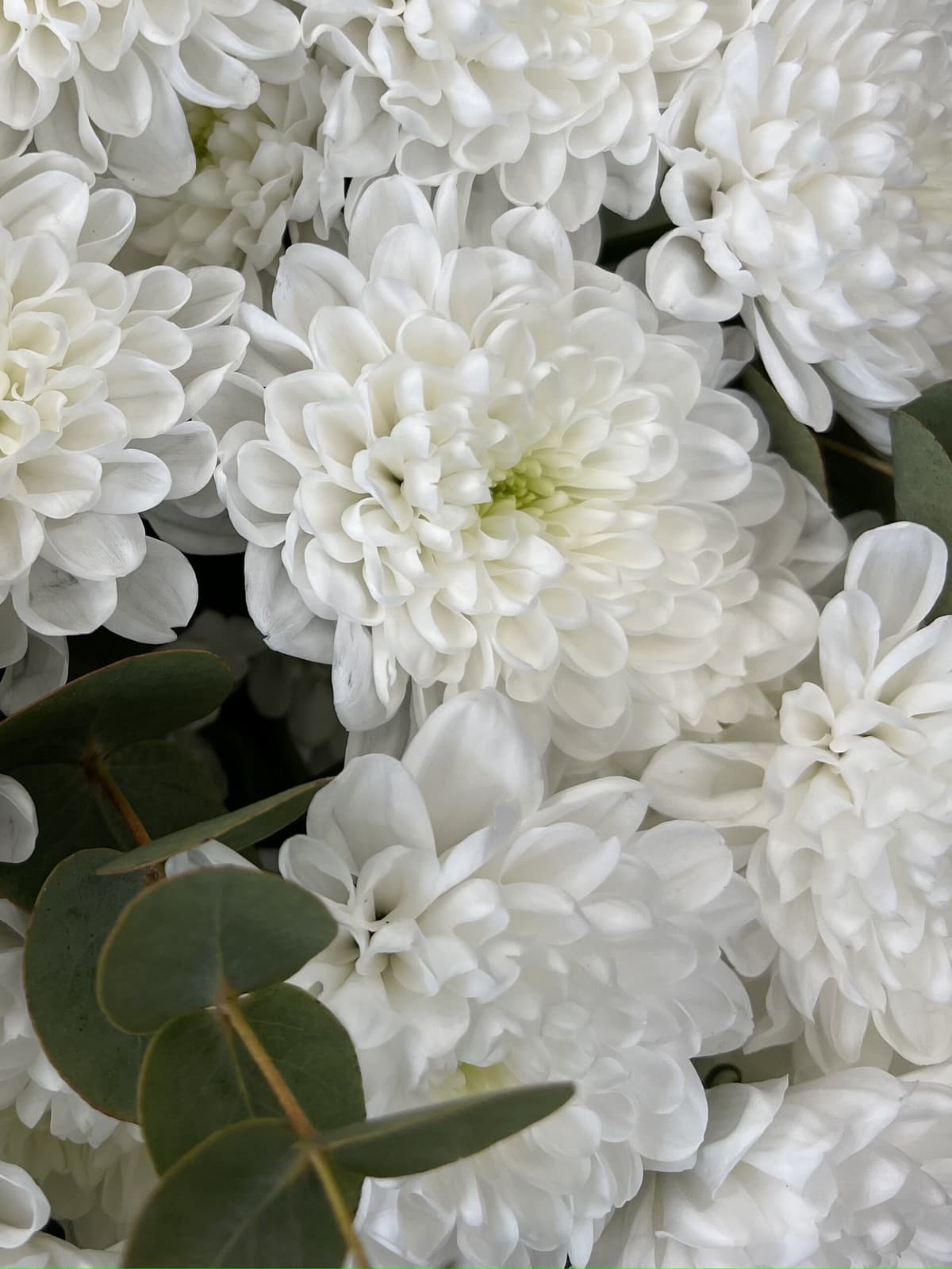 Букет хризантем "Green tea"