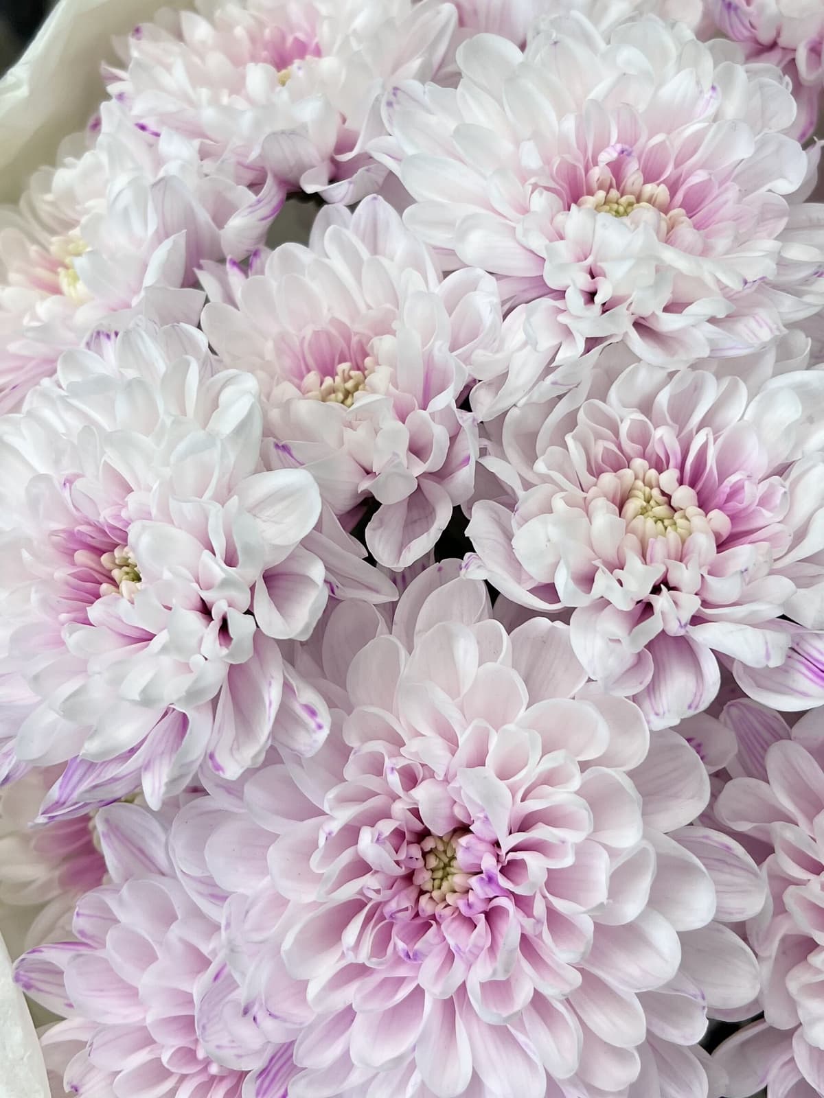 Красочный букет хризантем "Marie"