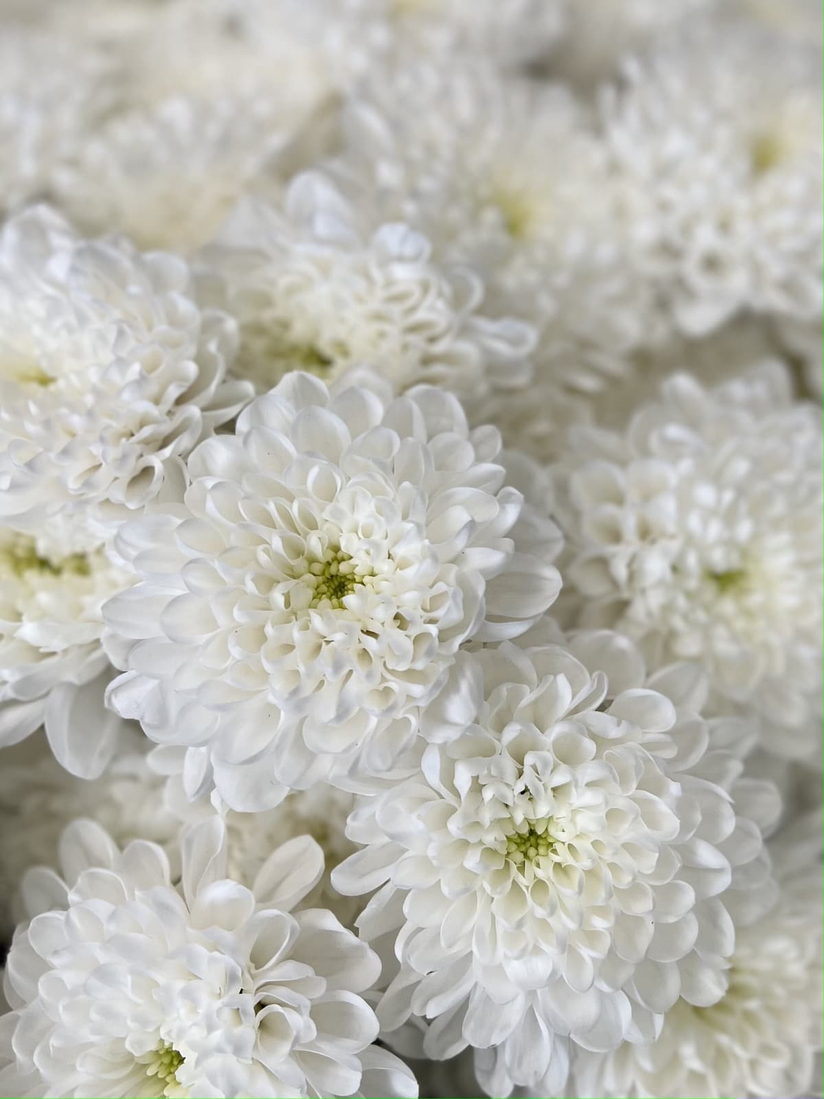 Весенний букет хризантем "Оазис"