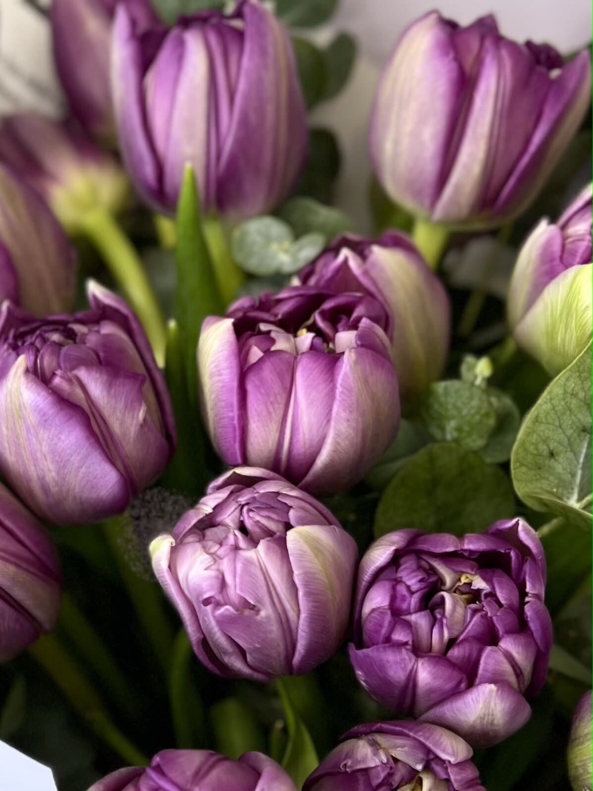 Роскошный букет пионовидных тюльпанов "Blue Diamond" S