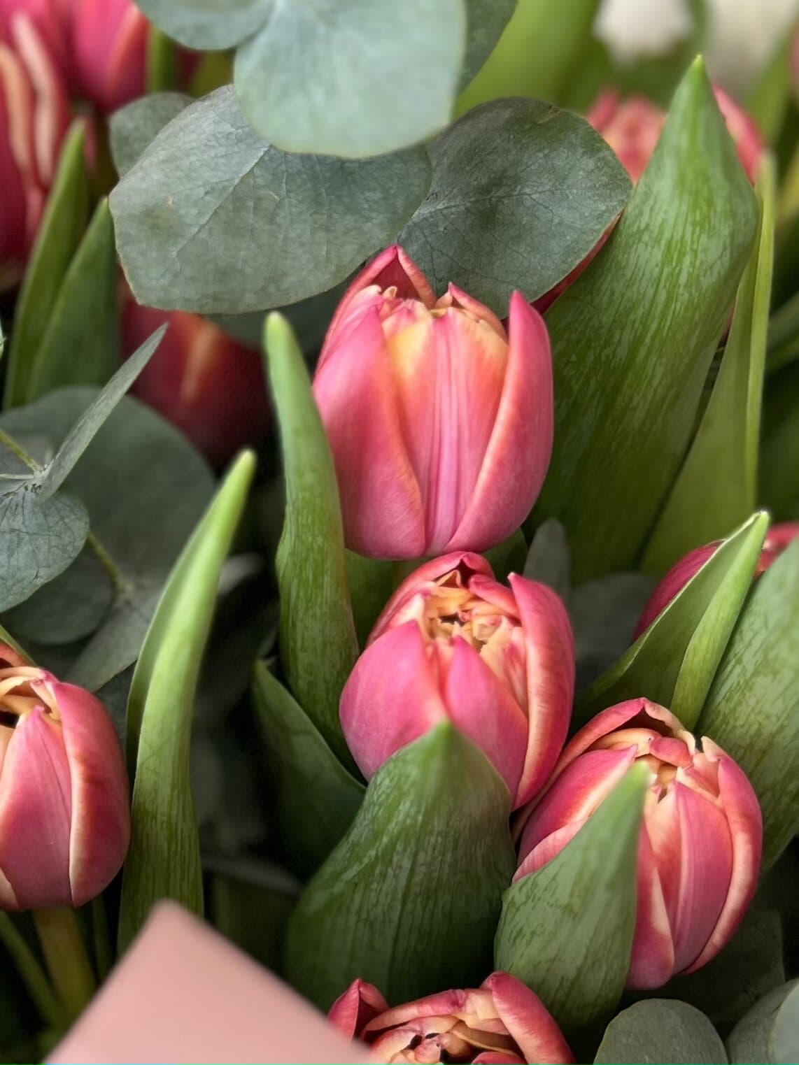 Букет пионовидных тюльпанов "Columbus" S