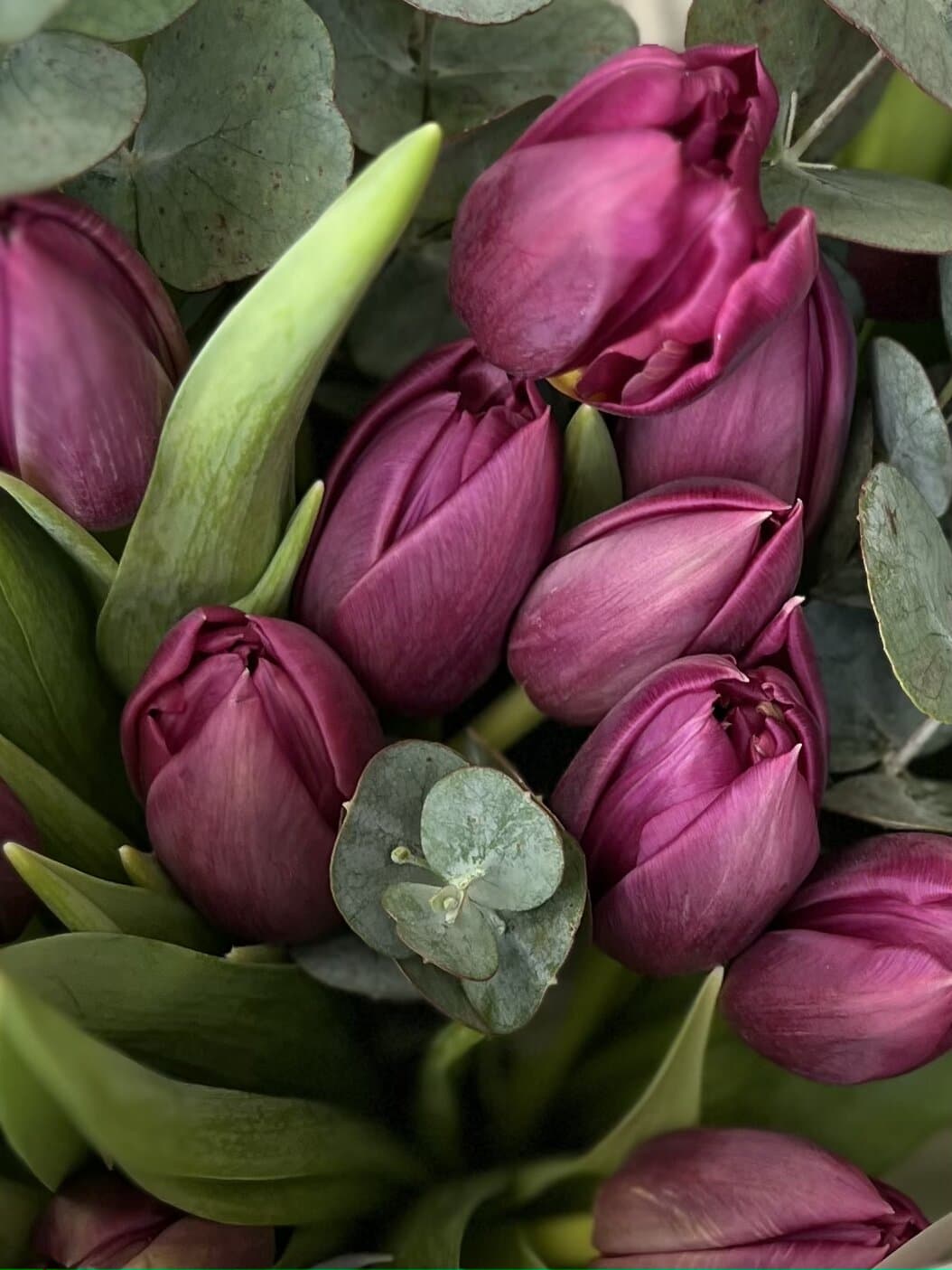 Букет пионовидных тюльпанов «Дубль Принцесс» (11)