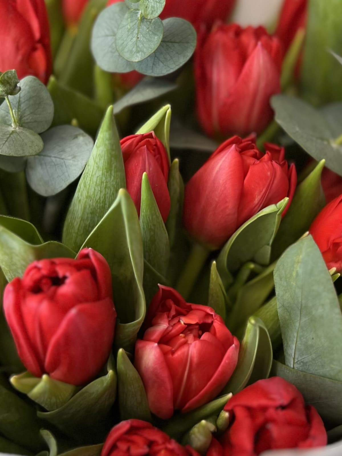 Букет пионовидных тюльпанов "Red Princess" M