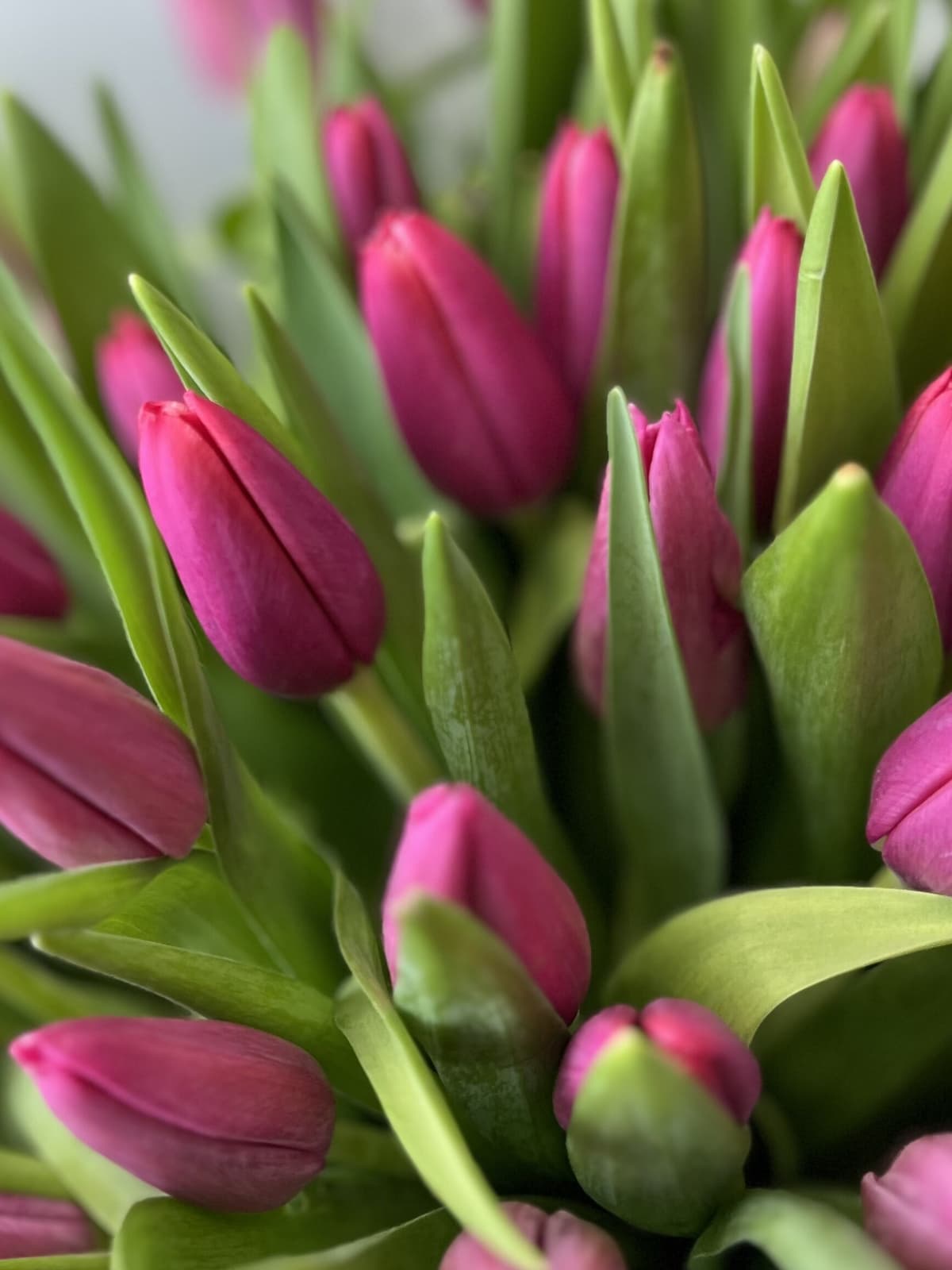 Букет "Привет весна" пурпурный