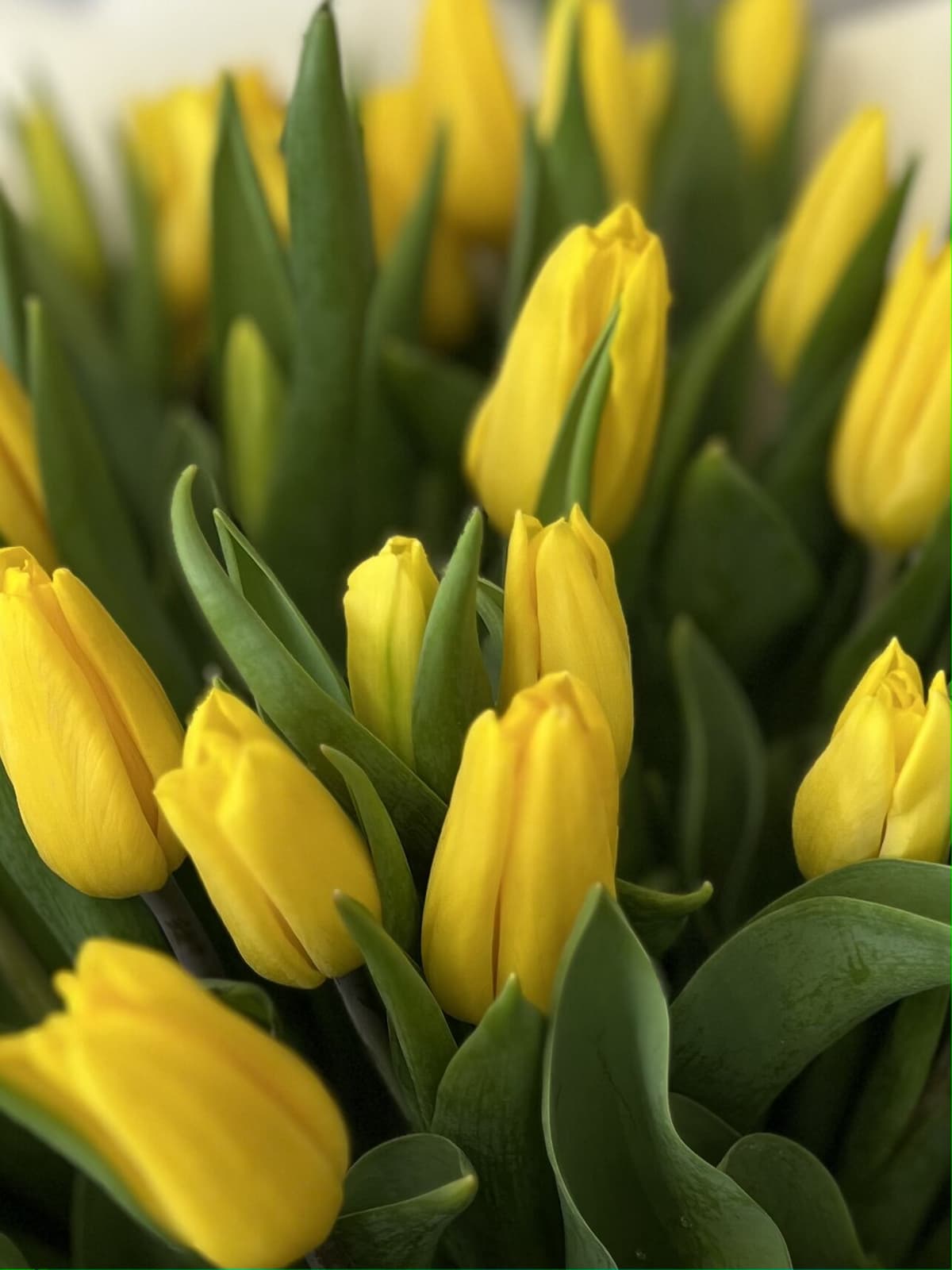 Букет из 35 желтых тюльпанов "Gold" M