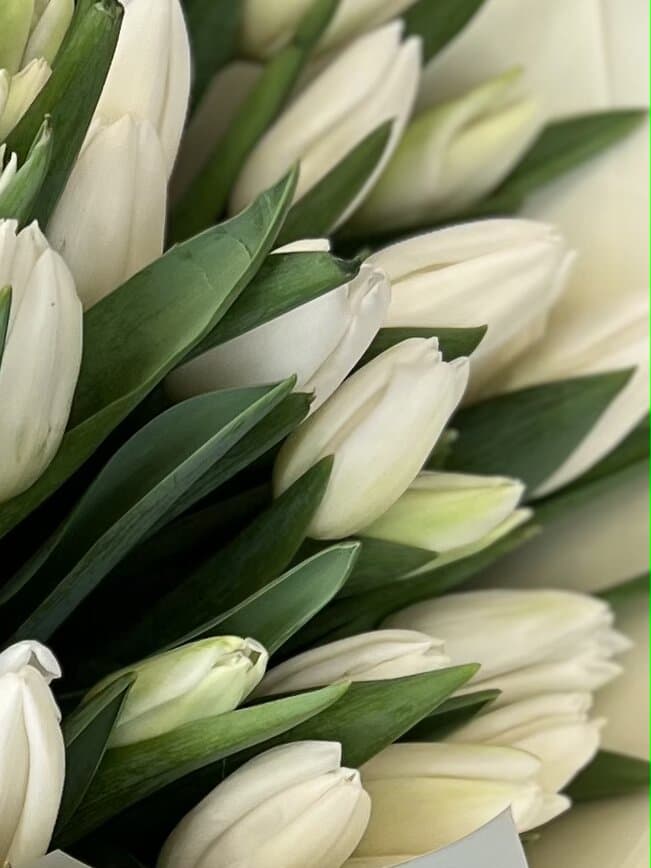 Букет из 21 белых тюльпанов "Белоснежный" (21)