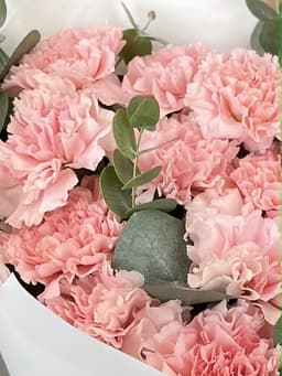 Диантусы розовые