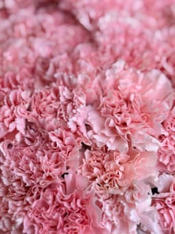 Диантусы розовые