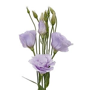 Эустома по акции от 100 шт