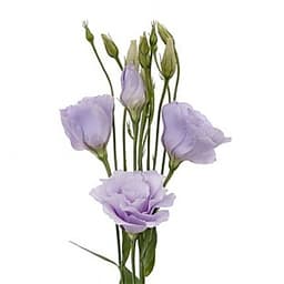 Эустома по акции от 100 шт