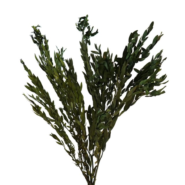 Эвкалипт стабилизированный Парвифолия Эвкалипт стабилизированный Парвифолия