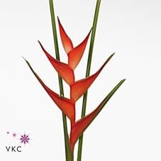 Геликония (хеликония) в ассортименте Геликония (хеликония) в ассортименте