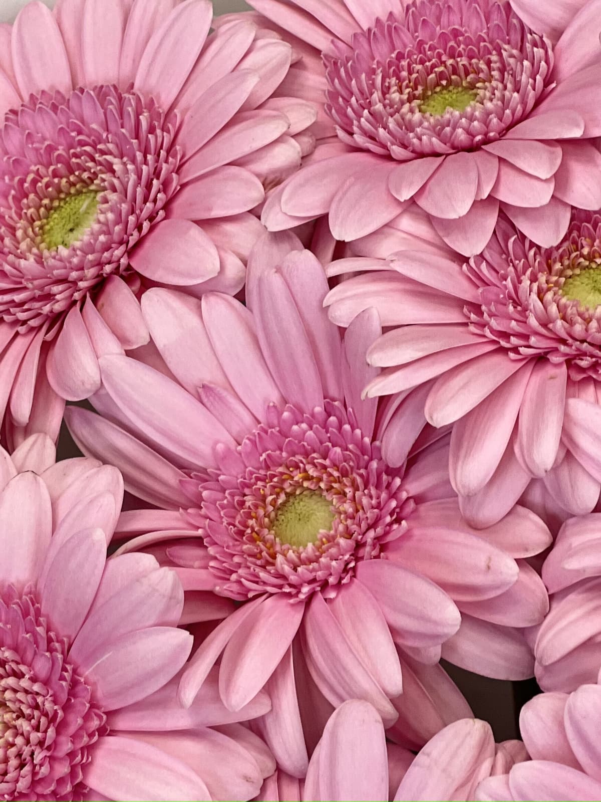 Гермини розовые Кимси (Kimsey)