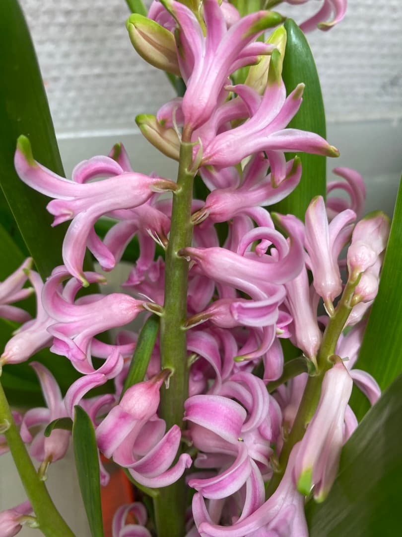 Гиацинты горшечные