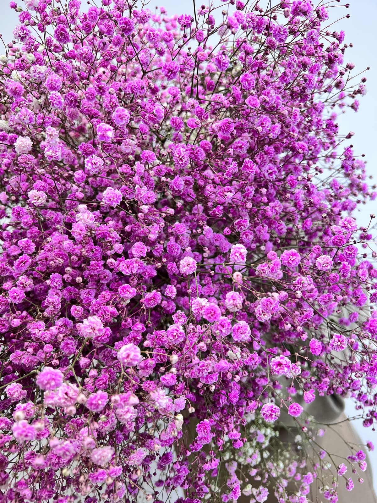 Гипсофила крашенная розовая