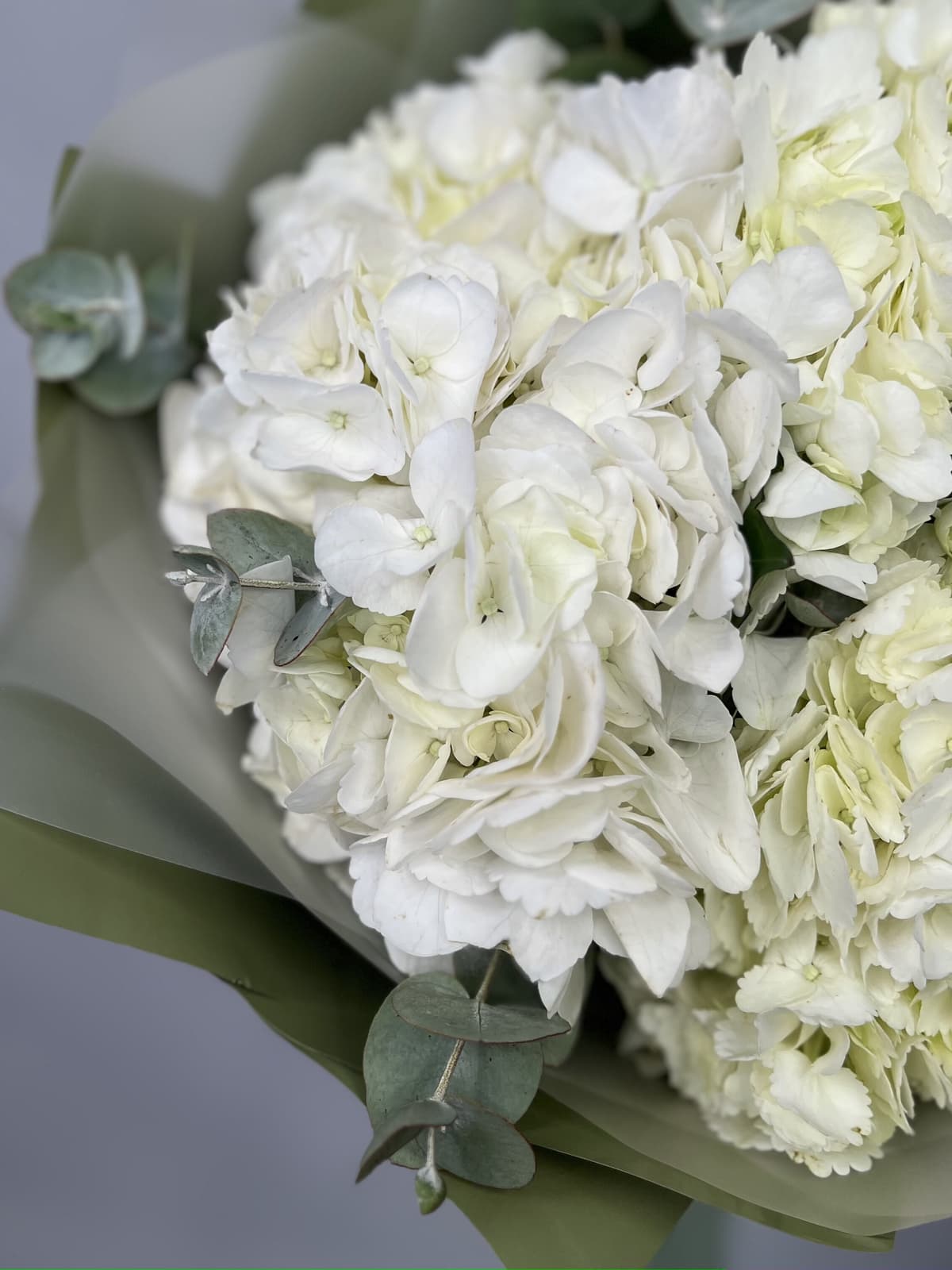 Гортензия белая по акции от 100 шт