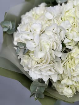 Гортензия белая по акции от 100 шт