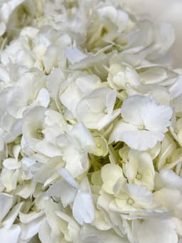 Гортензия белая