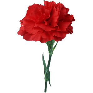 Гвоздики красные