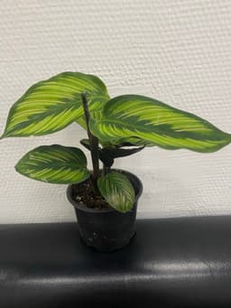 Калатея