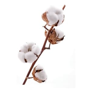 Хлопок Хлопок