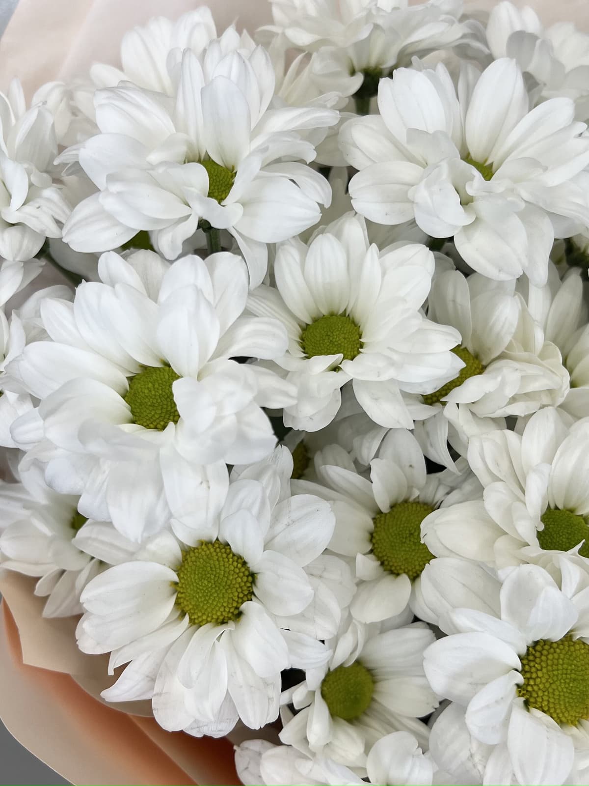 Хризантема кустовая Бакарди по акции от 7 шт