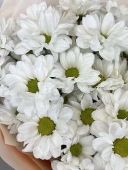 Хризантема кустовая Бакарди по акции от 7 шт