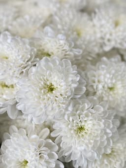 Хризантема кустовая белая Алтай