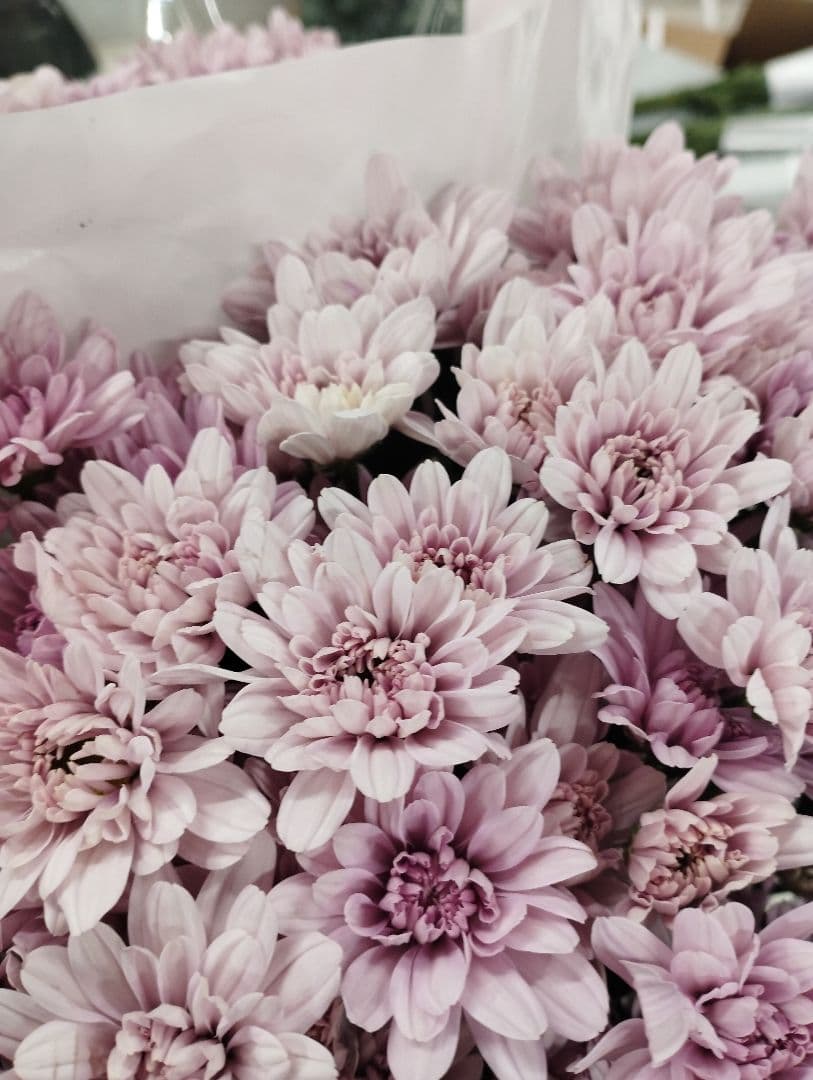 Хризантема сантини розовая Балтика по акции от 15 шт