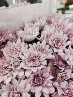 Хризантема сантини розовая Балтика по акции от 15 шт