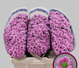 Хризантема сантини розовая Крисси по акции от 15 шт