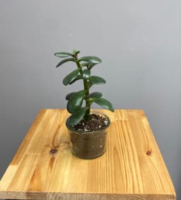 Композиция Бикбая 10214062