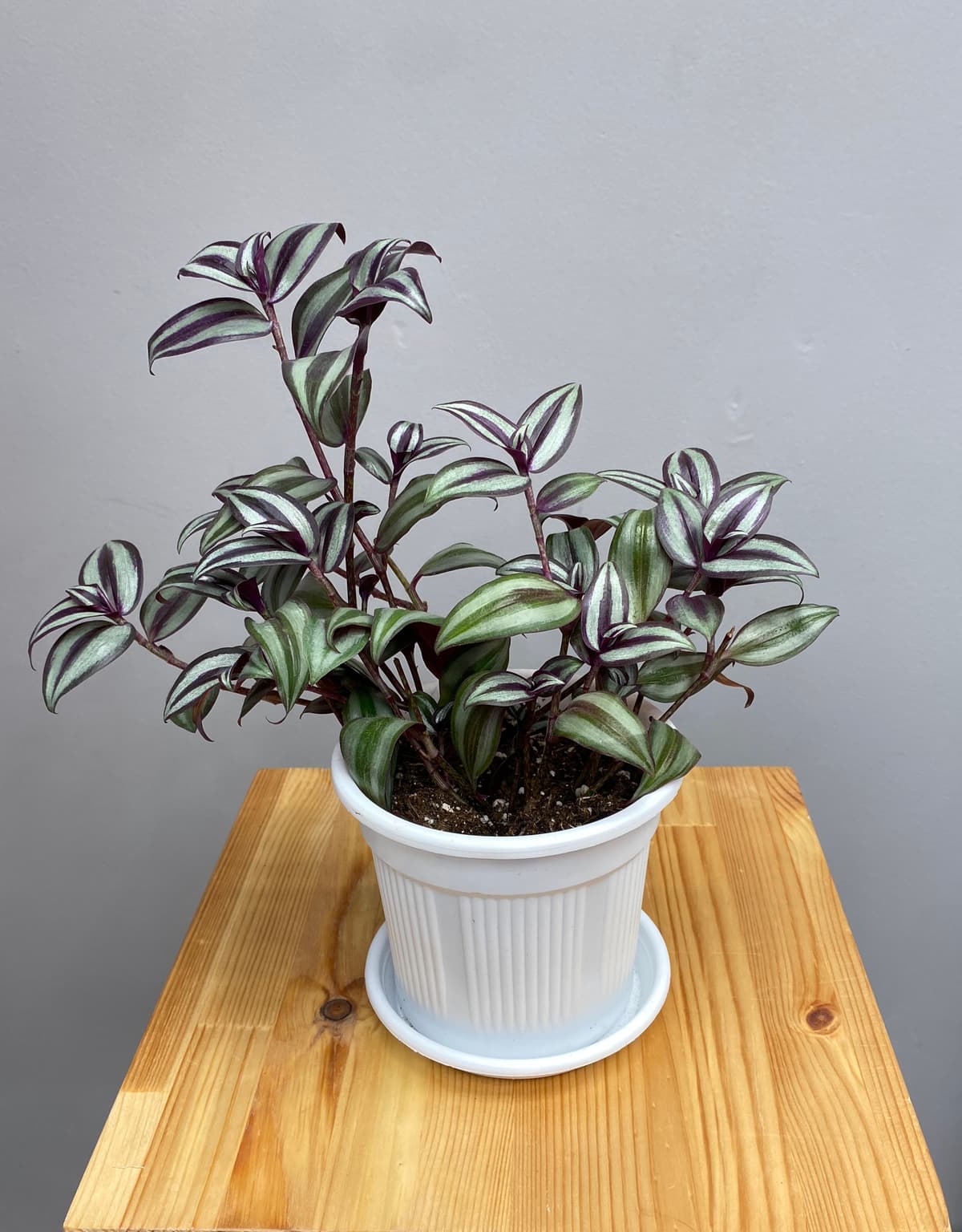 Композиция Бикбая 20214062