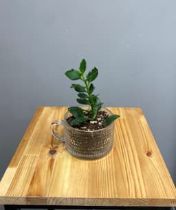 Композиция Бикбая 30214062