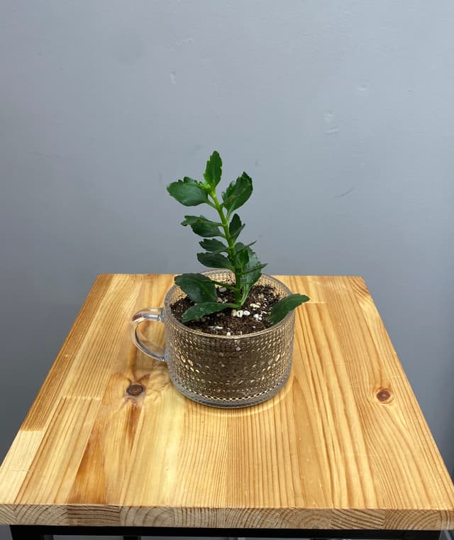 Композиция Бикбая 30214062 Композиция Бикбая 30214062