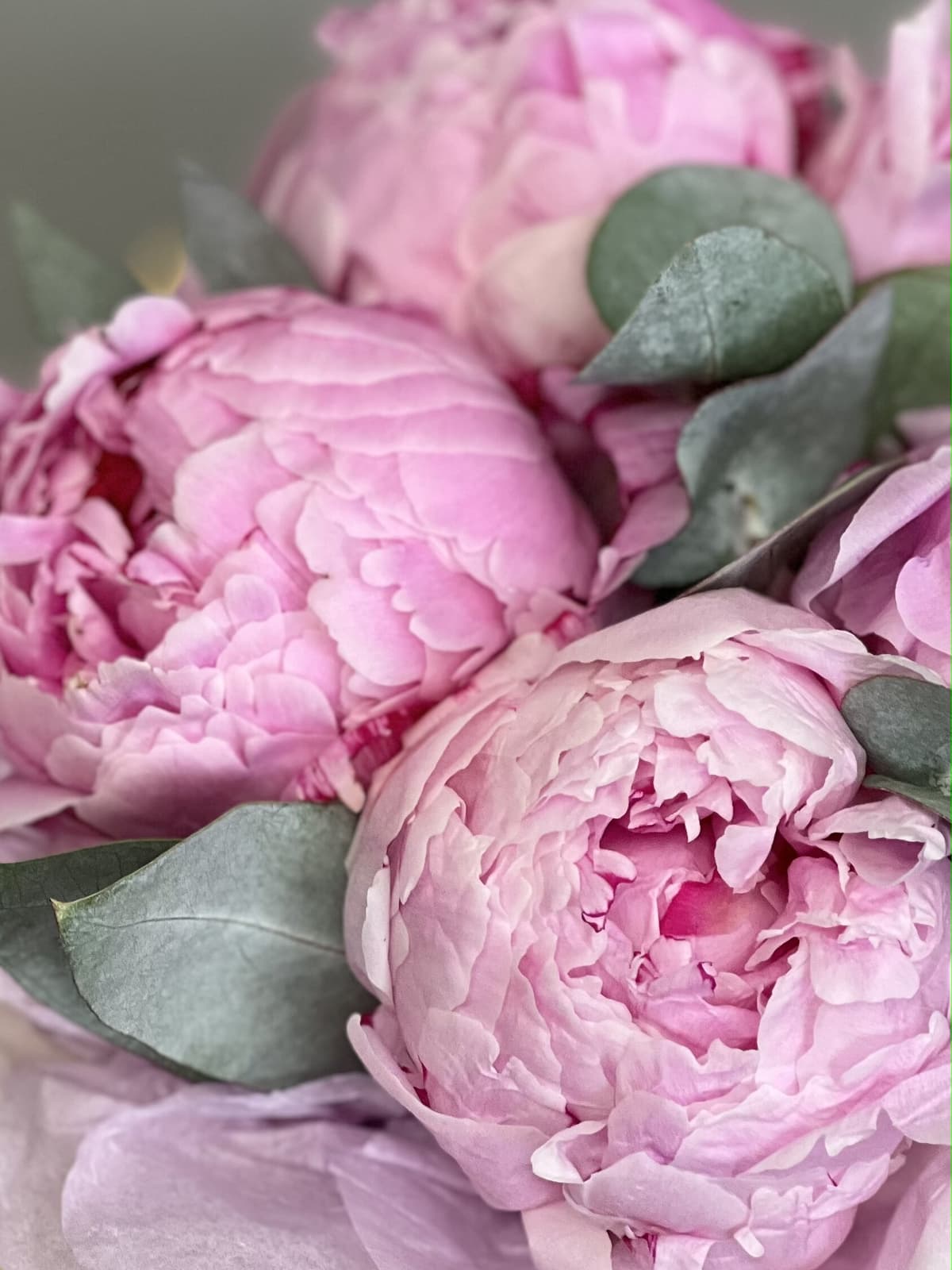 Композиция из 5 пионов "Сара Бернар” в шляпной коробке